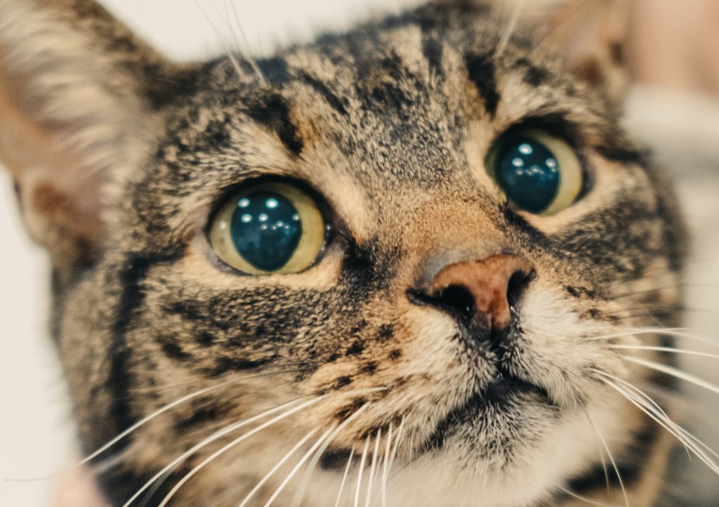 Beautiful cat