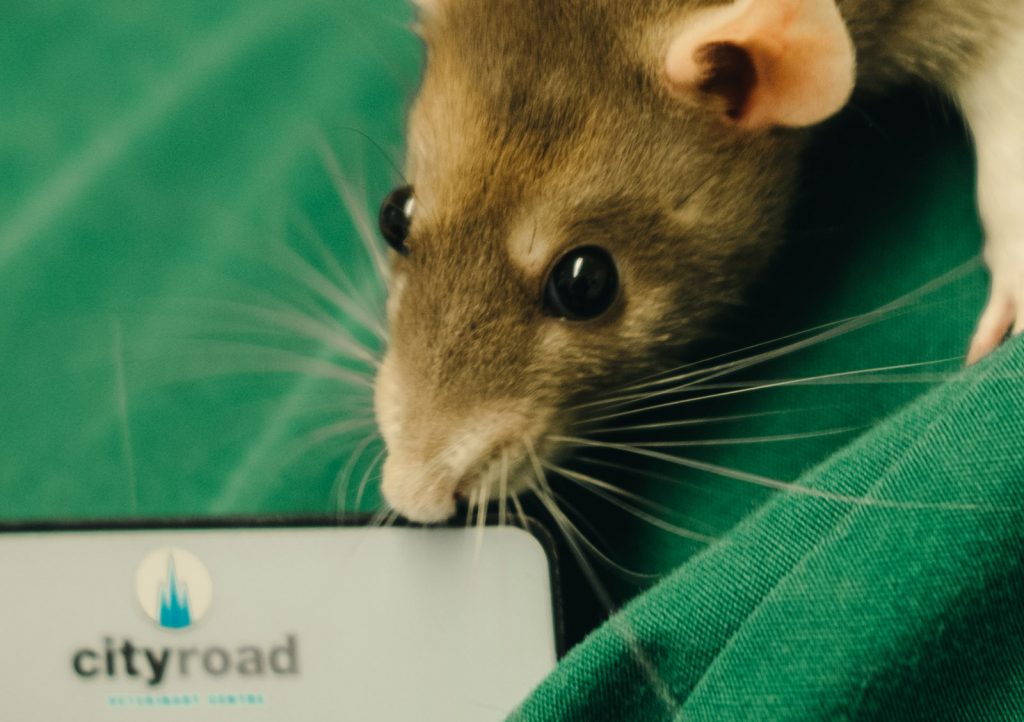 City Road Vets Mouse
