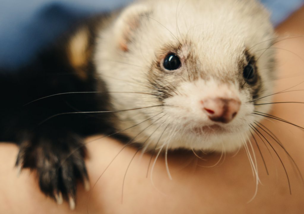 Animal care at City road Vets