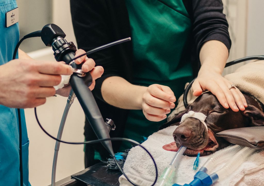 Veterinary Anaesthetics at City Road Vets