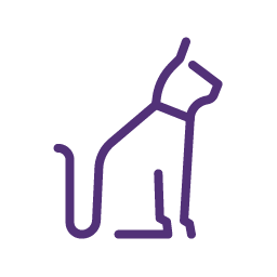 Cat illustration