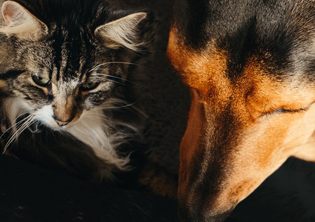 Animal care, pet health